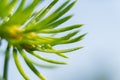 Macro shot. TDrops growths on coniferous needles. Royalty Free Stock Photo