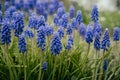 Macro shot of tender blooming lupins in the meadow. Spring blue wildflowers in the green grass with dew on petals