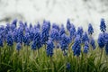 Macro shot of tender blooming lupins in the meadow. Spring blue wildflowers in the green grass with dew on petals