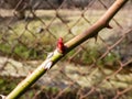 Macro shot of tender, young pink leaf bud opening in small leaves of rose plant appearing in spring after winter. Springtime and Royalty Free Stock Photo