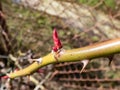 Macro shot of tender, young pink leaf bud opening in small leaves of rose plant appearing in spring after winter. Springtime and Royalty Free Stock Photo