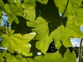 Macro shot of texture of a green leaf in bright backlight showing cells, veins and pattern of leaf surface Royalty Free Stock Photo