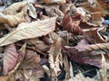 Macro shot of textured autumn leaves. Abstract natural background. November and October. Royalty Free Stock Photo