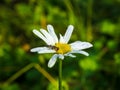 Macro shot of a thick-legged hoverfly on daisy flower in a garden Royalty Free Stock Photo