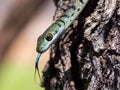 Macro shot of a thin snake slithering with its tongue out