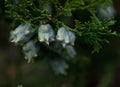 Macro shot of thuja occidentalis, northern white-cedar or eastern arborvitae, cypress family Cupressaceae Royalty Free Stock Photo