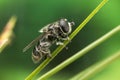 Tiny black fly species