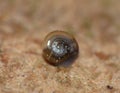 Macro Shot of Tiny Blue Snail Royalty Free Stock Photo