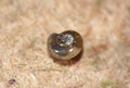Macro Shot of Tiny Blue Snail Royalty Free Stock Photo