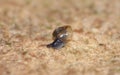 Macro Shot of Tiny Blue Snail Royalty Free Stock Photo