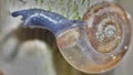 Macro Shot of Tiny Blue Snail Royalty Free Stock Photo