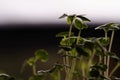 Macro shot of tiny chia sprouts Salvia hispanica, kitchen herbs, eye-level, head-on view, back-lit and rim light.