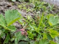 Macro shot of a tiny green grasshopper on a plant leaf in summer Royalty Free Stock Photo