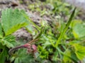 Macro shot of a tiny green grasshopper on a plant leaf in summer Royalty Free Stock Photo