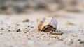 Macro shot of tiny hermit crab hiding in the shell on the sand, low dept of field Royalty Free Stock Photo