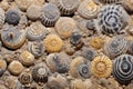 macro shot of tiny invertebrate fossils in sediment rock