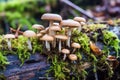 macro shot of tiny mushrooms on a decaying log