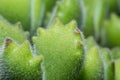 Macro shot of a tiny plant called Bear Feet