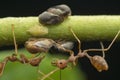 Macro shot of tiny planthopper on the wild weed branch Royalty Free Stock Photo