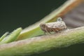 Macro shot of tiny planthopper on the wild weed branch