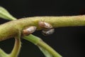 Macro shot of tiny planthopper on the wild weed branch Royalty Free Stock Photo