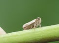 Macro shot of tiny planthopper on the wild weed branch