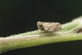 Macro shot of tiny planthopper on the wild weed branch