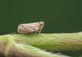 Macro shot of tiny planthopper on the wild weed branch Royalty Free Stock Photo