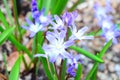 Macro shot of tiny purple flowers