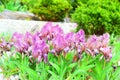 Macro shot of tiny purple flowers