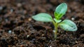 A macro shot of a tiny seedling sprouting out of soil with the edges of green leaves just emerging Royalty Free Stock Photo