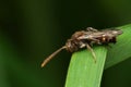Macro shot of tiny Small Nomad Bee on blade of grass Royalty Free Stock Photo