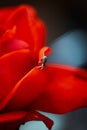Macro shot of a tiny spider crawling on a flower with red petals in the wild Royalty Free Stock Photo
