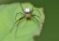 Macro shot of a tiny spider on a leaf