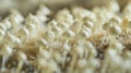A macro shot of tiny white seedlings sprouting from a layer of moisturerich soilless growing medium. The seedlings are Royalty Free Stock Photo