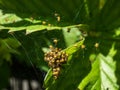 Macro shot of Tiny yellow spiderlings of European garden spider, diadem spider, orangie, cross spider or crowned orb weaver