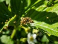 Macro shot of Tiny yellow spiderlings of European garden spider, diadem spider, orangie, cross spider or crowned orb weaver