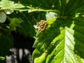 Macro shot of Tiny yellow spiderlings of European garden spider, diadem spider, orangie, cross spider or crowned orb weaver