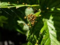 Macro shot of Tiny yellow spiderlings of European garden spider, diadem spider, orangie, cross spider or crowned orb weaver