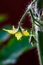 Macro shot of tomato flower