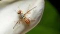 Macro shot of Top view Oriental Fruit Fly or Bactrocera Dorsalis on white flowers background. Animal or insects concept