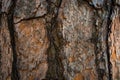 Macro shot of Tree Bark Texture Background, wooden Background. Royalty Free Stock Photo