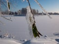 Macro of a tree branch covered with white early morning frost crystals in the winter with blurred snowy scenery Royalty Free Stock Photo