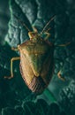 Macro shot of a True bugs on a blue texture leaves with blurred background Royalty Free Stock Photo