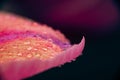 Macro shot of a tulip with water droplets Royalty Free Stock Photo
