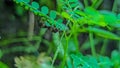 Macro Shot of Two Brown Stink Bugs Mating on Green Plant Royalty Free Stock Photo