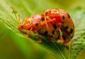 Macro shot of two bugs making love on a leaf. Royalty Free Stock Photo