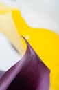 Macro shot of two callas Royalty Free Stock Photo