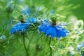 Macro shot two garden  blue flowers of love in a mist or ragged lady or devil in the bush. Nigella damascena Royalty Free Stock Photo