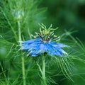 Macro shot two garden  blue flowers of love in a mist or ragged lady or devil in the bush. Nigella damascena Royalty Free Stock Photo